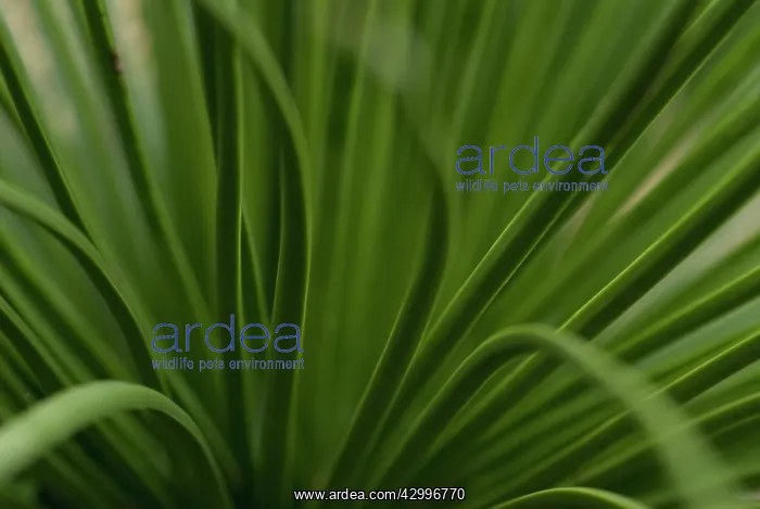 : Agave, Agave stricta : Agave, Agave stricta