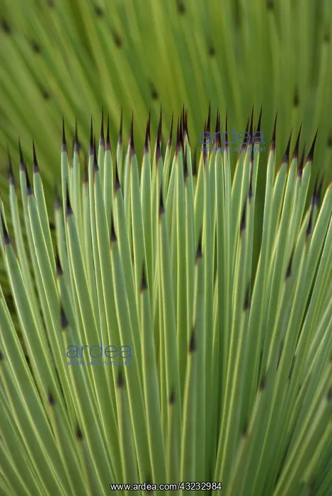: Agave, Agave stricta : Agave, Agave stricta