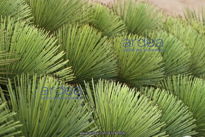 : Agave, Agave stricta : Agave, Agave stricta
