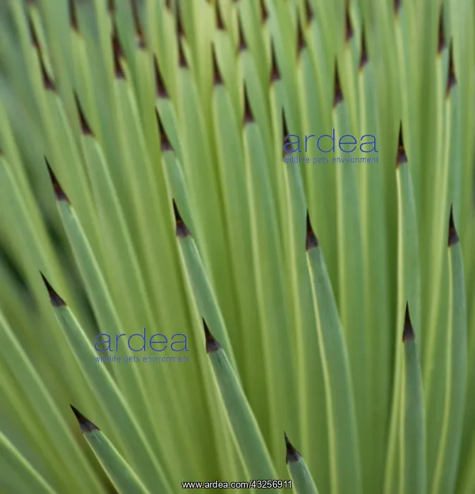: Agave, Agave stricta : Agave, Agave stricta