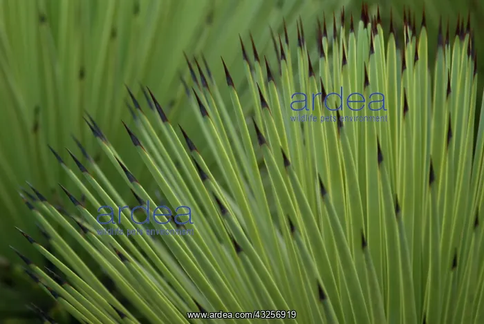 : Agave, Agave stricta : Agave, Agave stricta