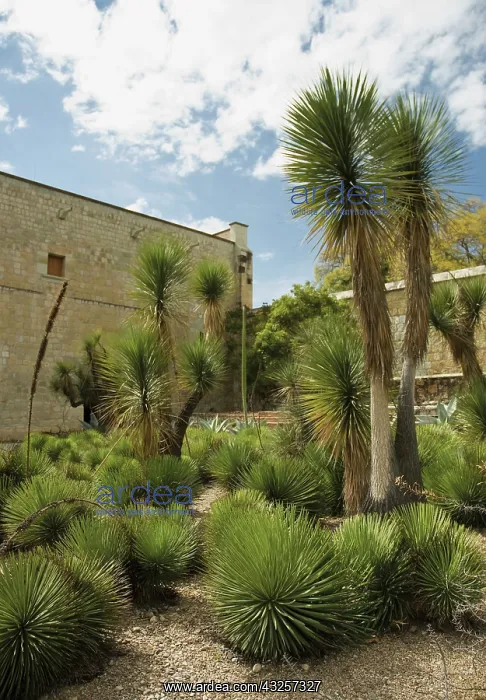 : Agave, Agave stricta : Agave, Agave stricta