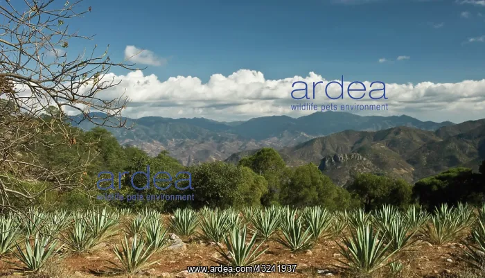 : Agave, Agave tequiliana : Agave, Agave tequiliana