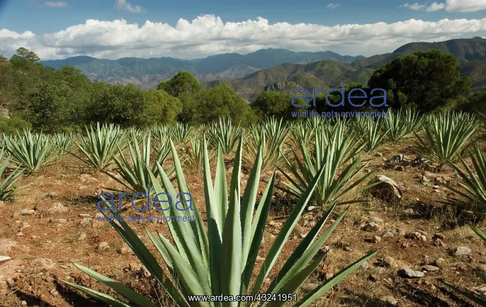 : Agave, Agave tequiliana : Agave, Agave tequiliana