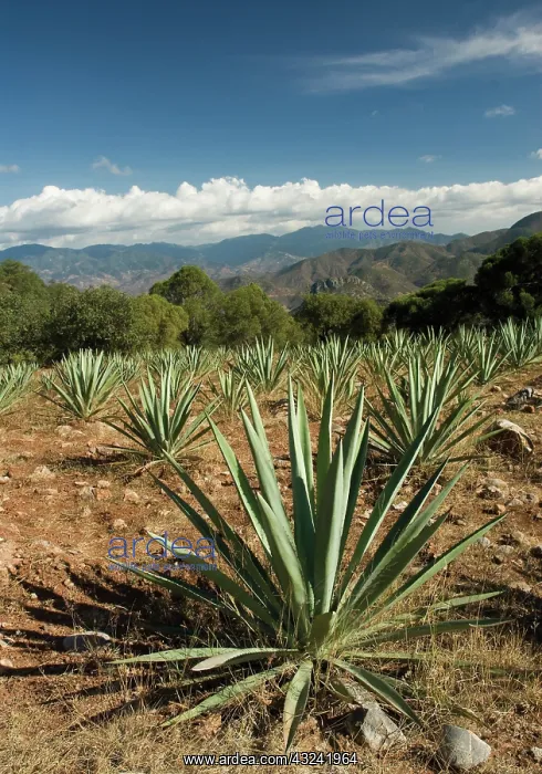 : Agave, Agave tequiliana : Agave, Agave tequiliana