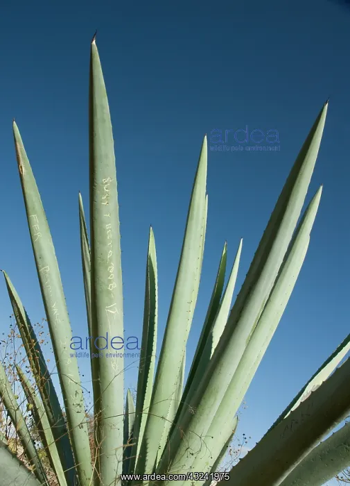 : Agave, Agave tequiliana : Agave, Agave tequiliana