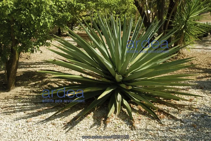 : Agave, Agave tequiliana : Agave, Agave tequiliana
