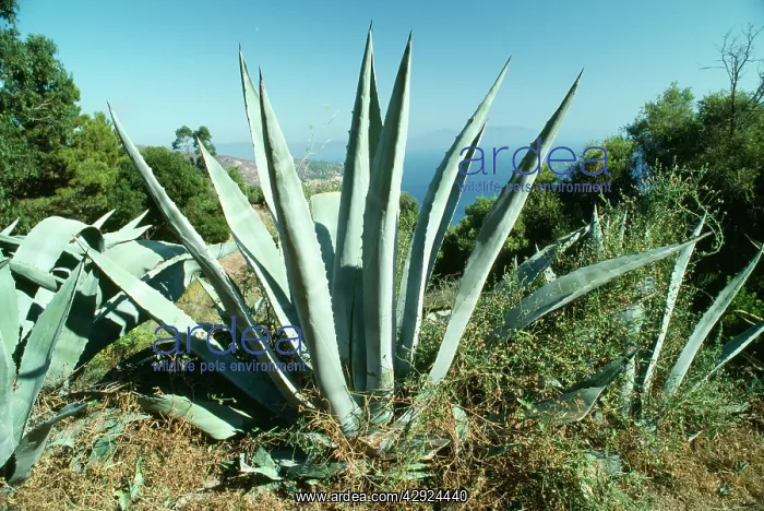 : Agave americana - climate change garden species : Agave americana - climate change garden species