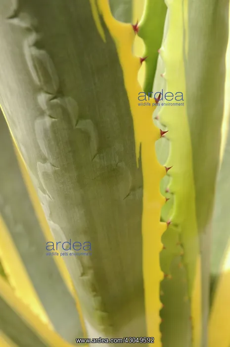 : Agave americana, Close cropped view of toothed leaves with yellow margins : Agave americana, Close cropped view of toothed leaves with yellow margins