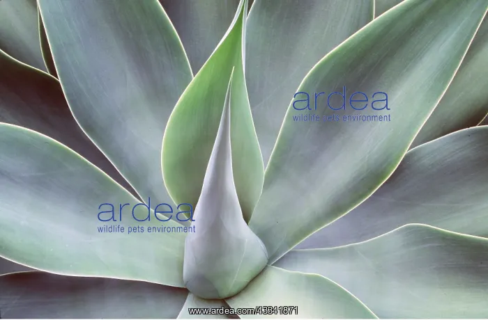 : AGAVE ATTENUATUM - close-up : AGAVE ATTENUATUM - close-up