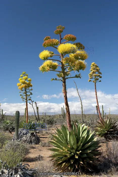 : Agave (coastal Agave) : Agave (coastal Agave)