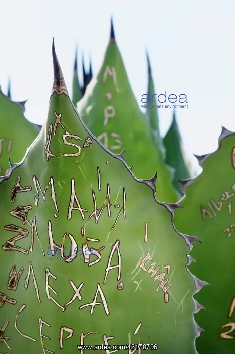: Agave, Giant agave, Agave salmiana, Close view of grafitti s : Agave, Giant agave, Agave salmiana, Close view of grafitti s