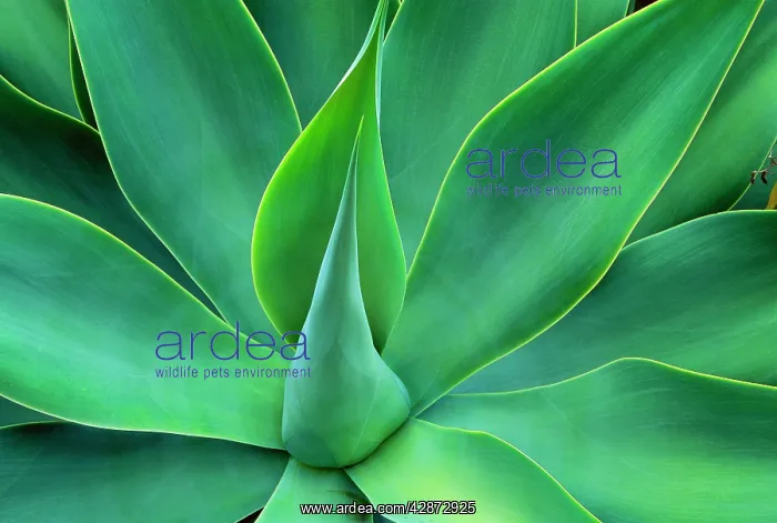 : Agave Leaves : Agave Leaves