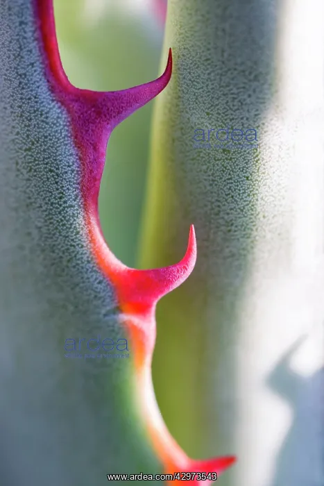 : Agave - spines : Agave - spines