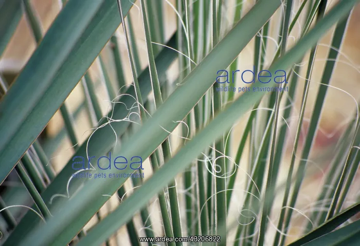 : Agave, Twin flowered Agave, Agave geminiflora : Agave, Twin flowered Agave, Agave geminiflora