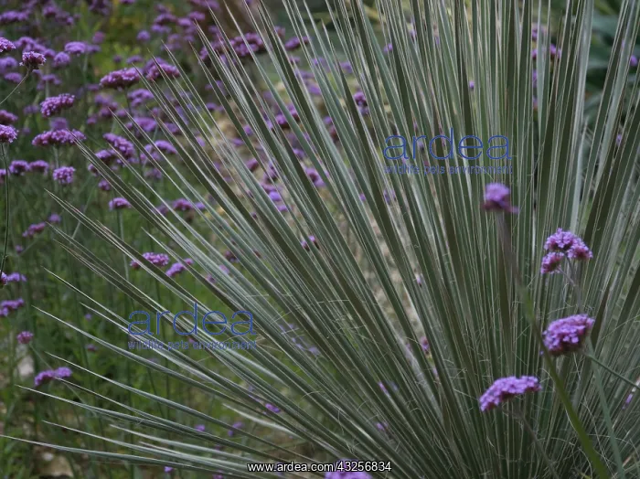  : Agave, Twin flowered Agave, Agave geminiflora
