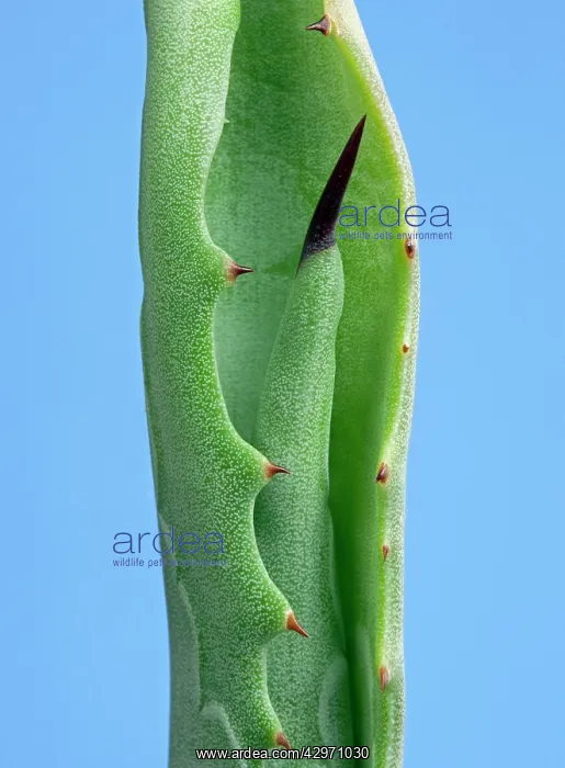 : Agave - young leaves come out of the bloom protected : Agave - young leaves come out of the bloom protected