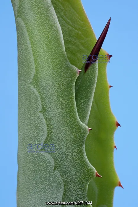 : Agave - young leaves come out of the bloom protected : Agave - young leaves come out of the bloom protected