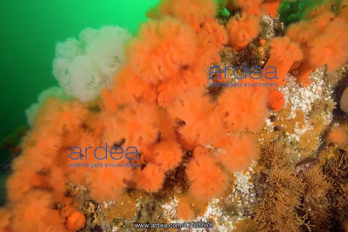 : aggregating anemone Metridium senile Alaska North Pacific Oc : aggregating anemone Metridium senile Alaska North Pacific Oc