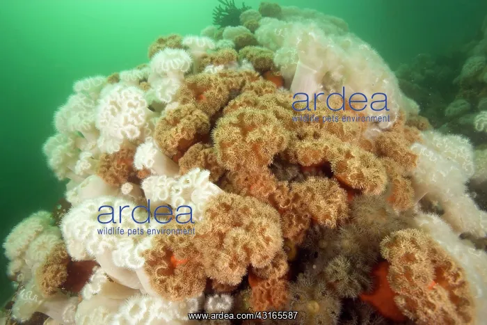 : aggregating anemone Metridium senile Alaska North Pacific Oc : aggregating anemone Metridium senile Alaska North Pacific Oc