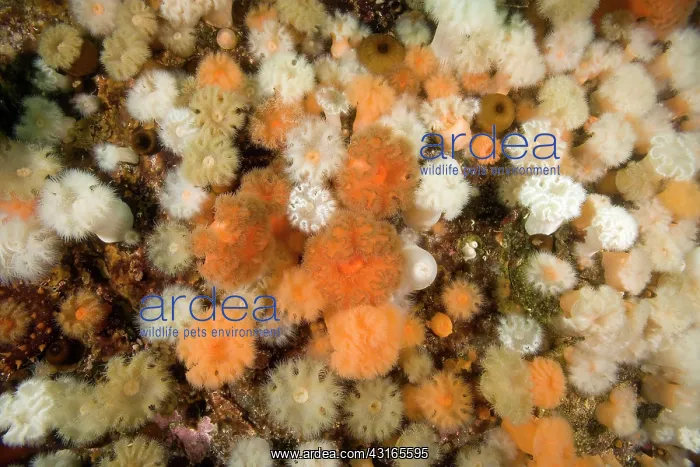 : aggregating anemone Metridium senile Alaska North Pacific Oc : aggregating anemone Metridium senile Alaska North Pacific Oc