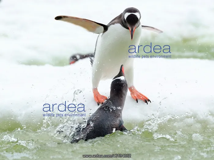 : Aggression between two adult Papuan Penguins (Pygoscelis : Aggression between two adult Papuan Penguins (Pygoscelis
