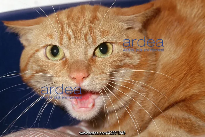  : AGGRESSIVE CAT - head close up