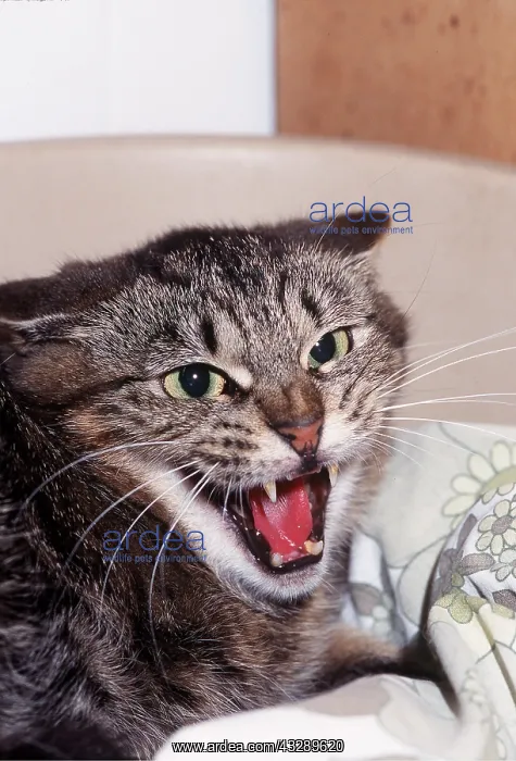 : AGGRESSIVE CAT - head close up : AGGRESSIVE CAT - head close up