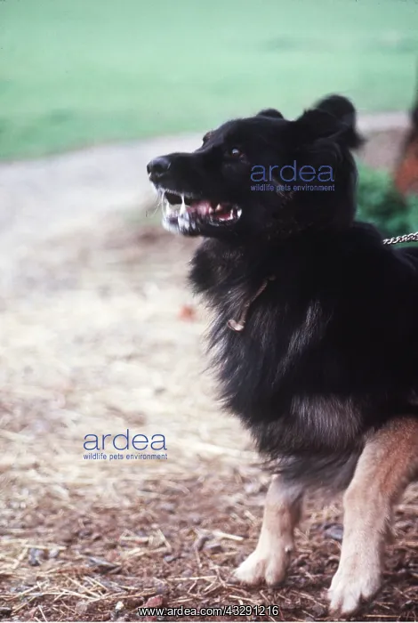 : AGGRESSIVE DOG : AGGRESSIVE DOG