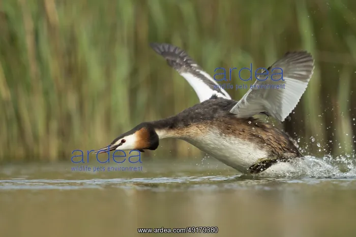 : Aggressive... Great Crested Grebe (Podiceps Scalloped ribbonfish) sprints : Aggressive... Great Crested Grebe (Podiceps Scalloped ribbonfish) sprints