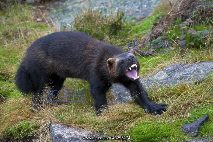 : Aggressive Wolverine (Gulo gulo) showing teeth on : Aggressive Wolverine (Gulo gulo) showing teeth on