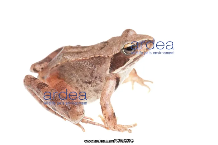 : Agile frog : Agile frog