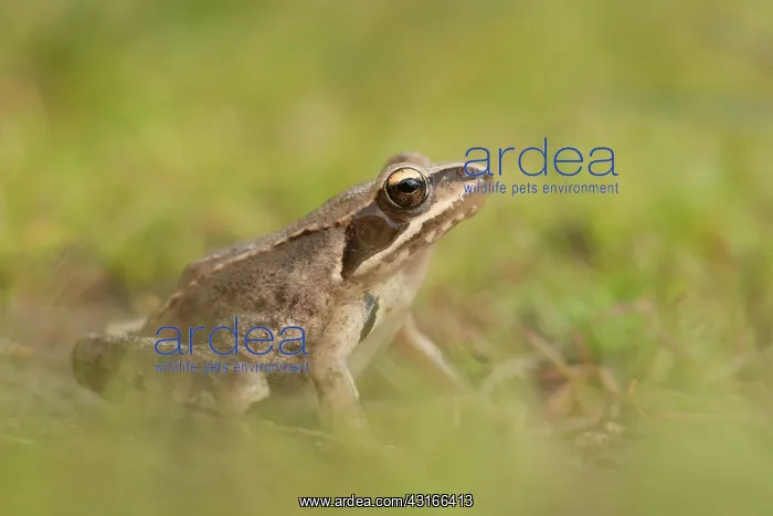 : Agile frog : Agile frog