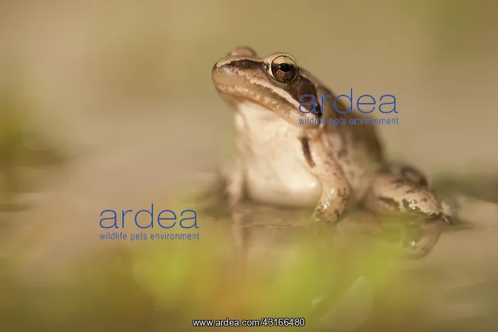 : Agile frog : Agile frog