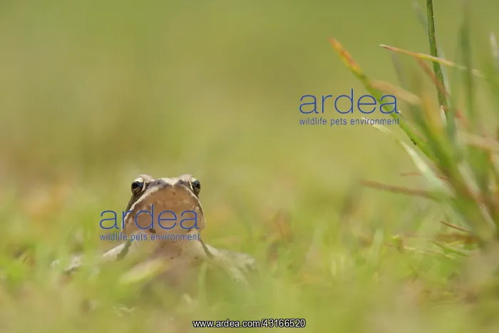 : Agile frog : Agile frog