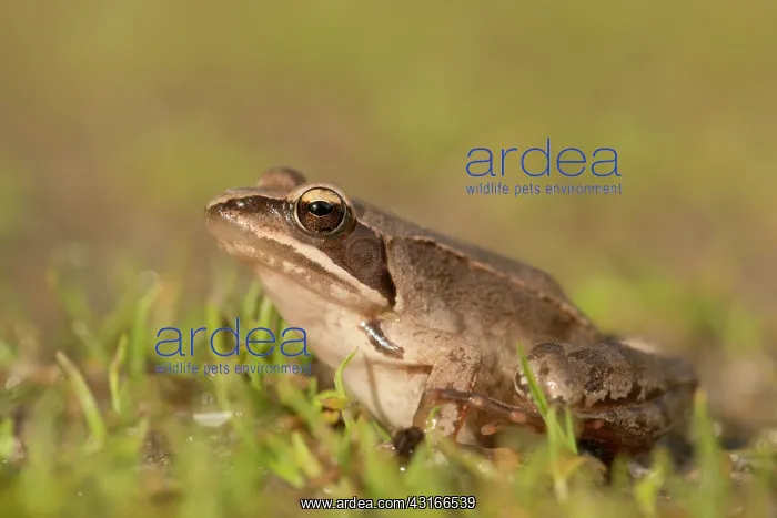 : Agile frog : Agile frog