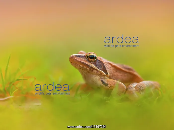 : Agile frog : Agile frog