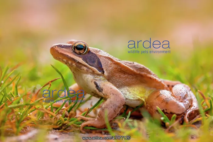 : Agile frog : Agile frog