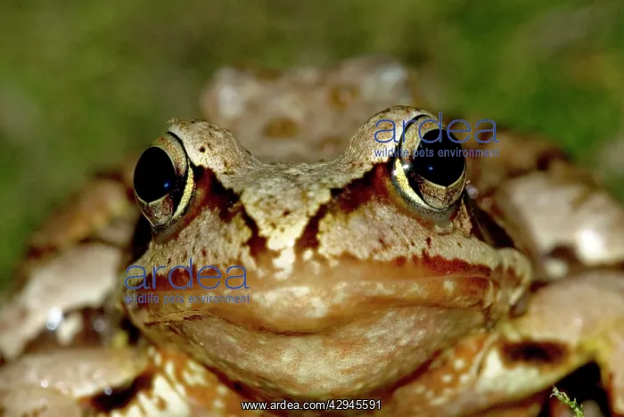 : Agile frog - Close up of head from front : Agile frog - Close up of head from front