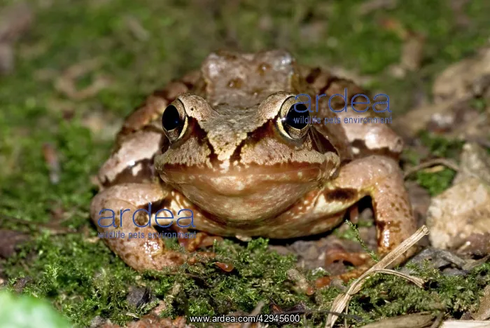  : Agile frog - Close up of head from front
