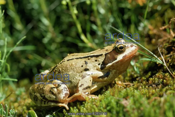 : Agile Frog - The hind legs are unusually long : Agile Frog - The hind legs are unusually long