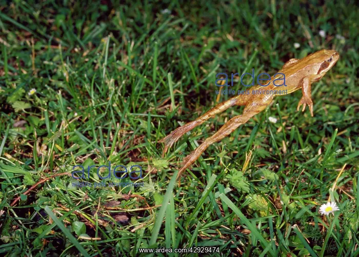 : Agile Frog - The hind legs are unusually long which : Agile Frog - The hind legs are unusually long which