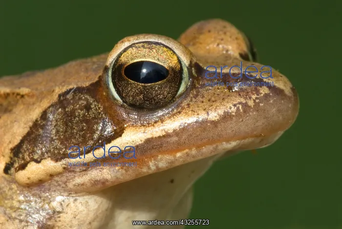 : Agile Frog (Rana dalmatina) portrait, France : Agile Frog (Rana dalmatina) portrait, France