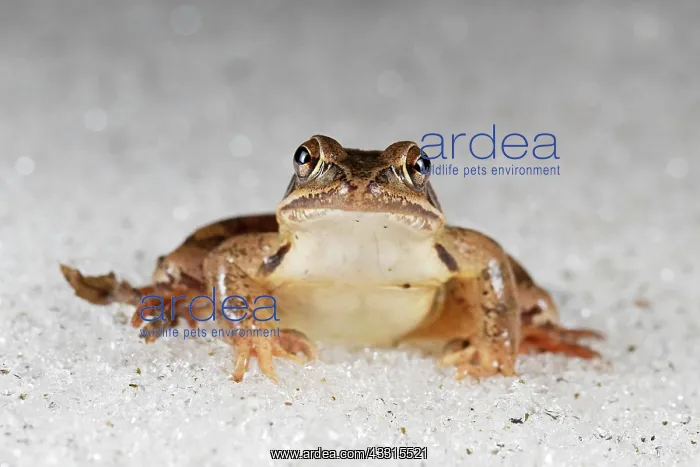 : Agile frog (Rana dalmatina) on snow after hibernation : Agile frog (Rana dalmatina) on snow after hibernation