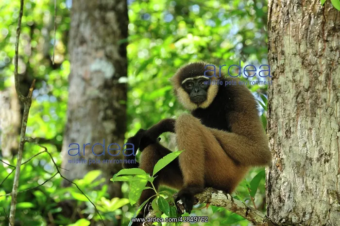 : Agile Gibbon / Black - handed Gibbon : Agile Gibbon / Black - handed Gibbon
