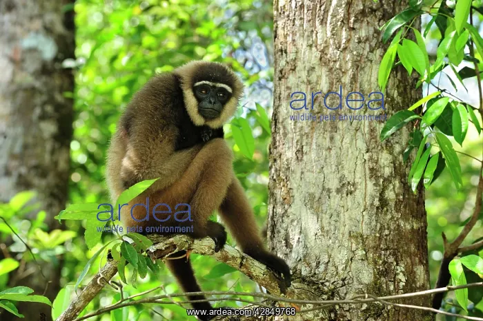 : Agile Gibbon / Black - handed Gibbon : Agile Gibbon / Black - handed Gibbon