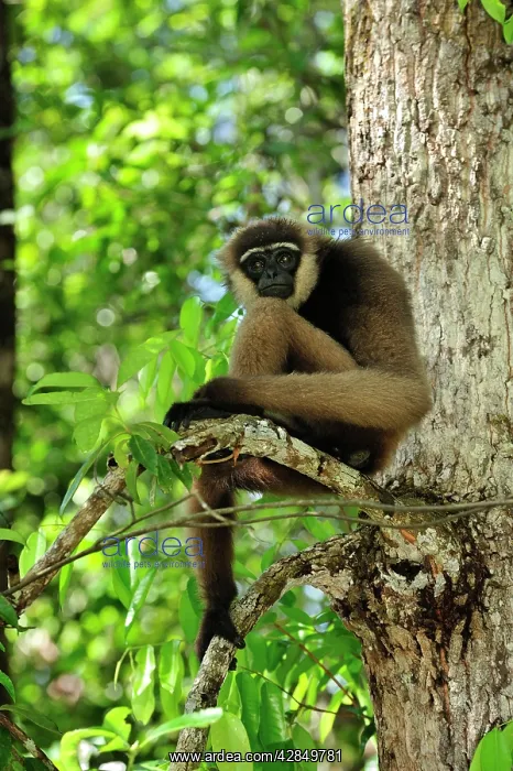 : Agile Gibbon / Black - handed Gibbon : Agile Gibbon / Black - handed Gibbon