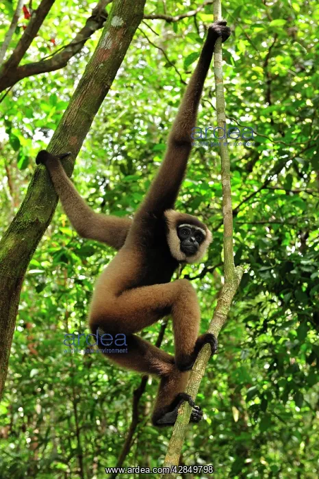 : Agile Gibbon / Black - handed Gibbon : Agile Gibbon / Black - handed Gibbon