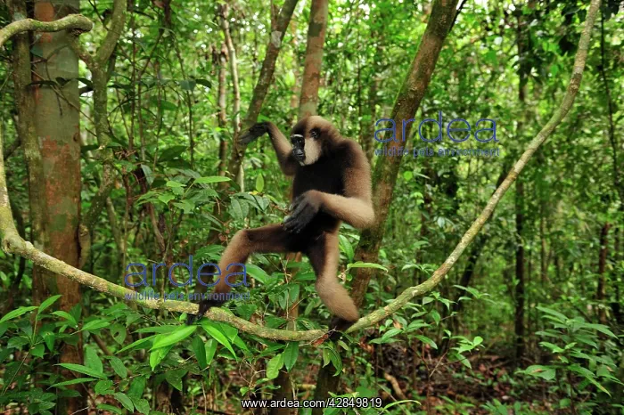 : Agile Gibbon / Black - handed Gibbon : Agile Gibbon / Black - handed Gibbon