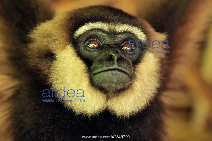 : Agile Gibbon / Black - handed Gibbon - portrait : Agile Gibbon / Black - handed Gibbon - portrait